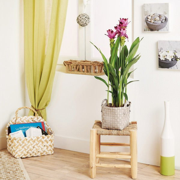 CURCUMA 1804163000014 