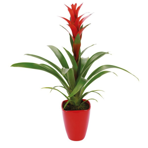  GUZMANIA code EAN 1804394000002 