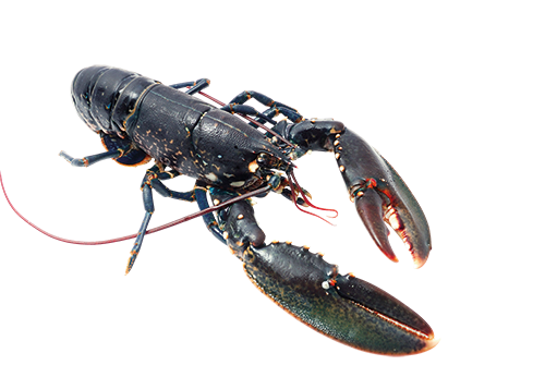  STEPHANE DIROU, PÊCHEUR SUR L’ÎLE DE BATZ code EAN 1879465 