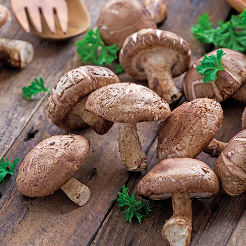 CHAMPIGNONS SHIITAKÉ BIO