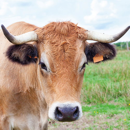VIANDE BOVINE 1985801 VIANDE BOVINE 1985801