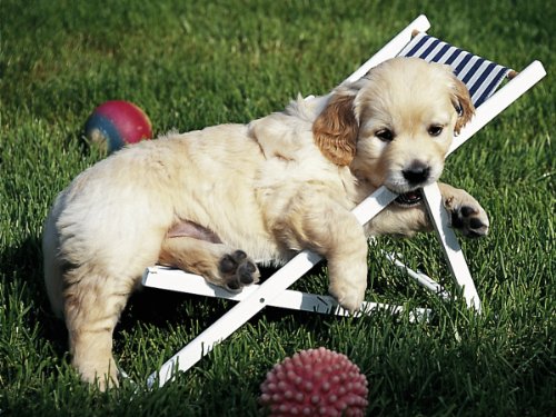 CUCCIOLO A RIPOSO 500 PZ. 14179