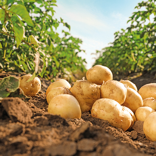 COOPÉRATIVE DU PAYS DE SAULT POMME DE TERRE DE CONSOMMATION DU PAYS DE SAULT code EAN 2015154 