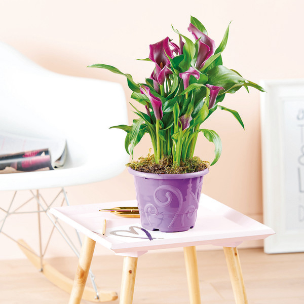  ARUM code EAN 2021720000005 