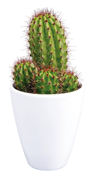  CACTUS code EAN 2021740000002 