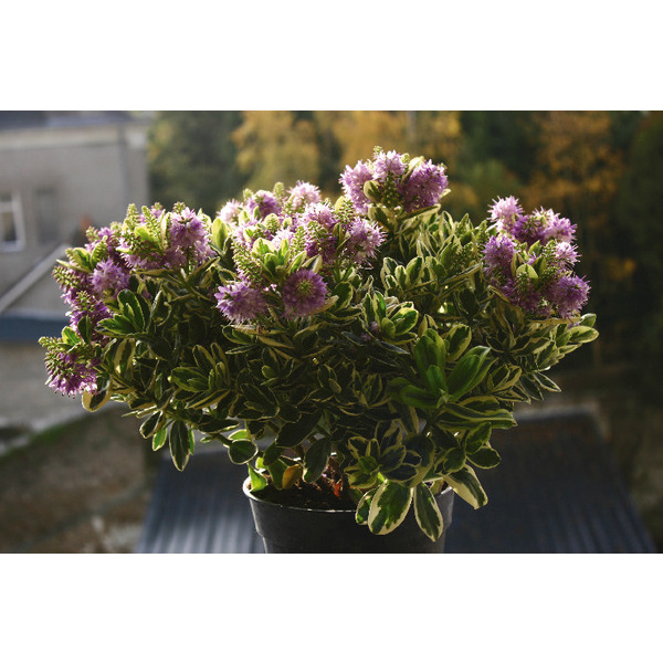  Véronique code EAN 2030500225076 