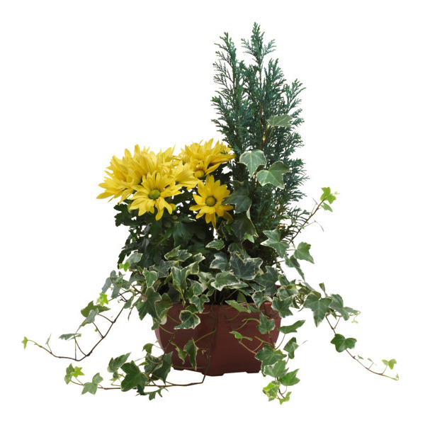  Grand Choix De Compositions Extérieures code EAN 2030500276269 