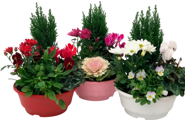 SANS MARQUE Grand Choix De Composition code EAN 2030500276504 