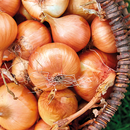 OIGNONS DOUX DE CITOU OIGNON BLANC DOUX code EAN 2098997 