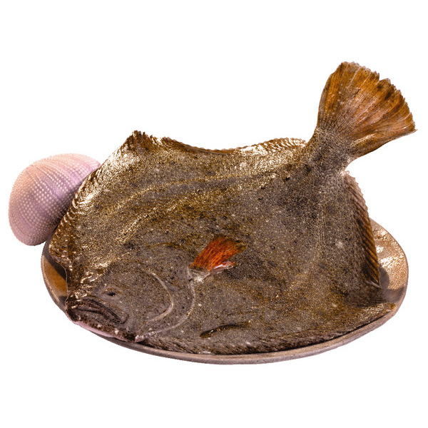  Turbot code EAN 2812880000000 