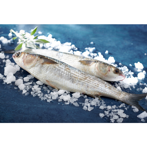  Mulet Blanc  code EAN 2829611000000 