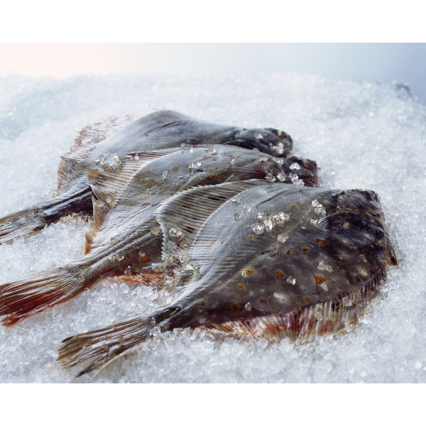  Carrelet code EAN 3000000127339 