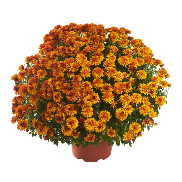  Pomponette  code EAN 3000000510865 