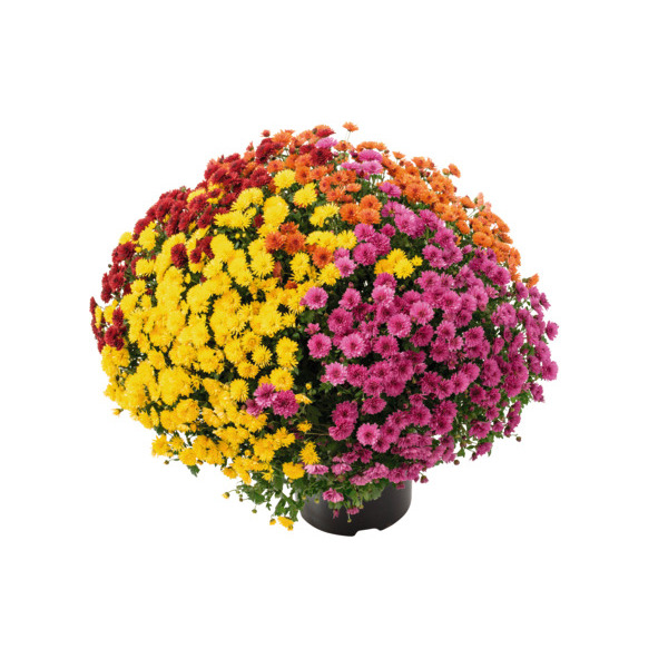  Pomponette Multicolore  code EAN 3000000510896 