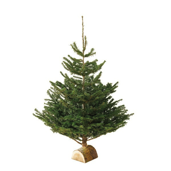  SAPIN NORDMANN code EAN 3000000512371 