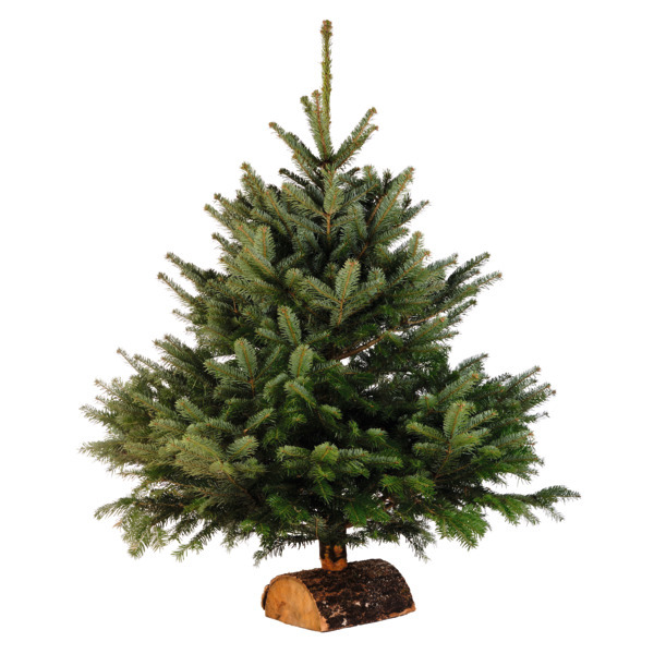  Sapin Nordmann Standard Avec Bûche  code EAN 3000000512449 