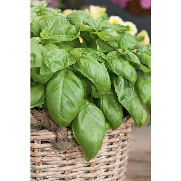  Basilic code EAN 3000000688595 