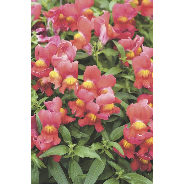  Plantes à massif de diversification code EAN 3000000704554 