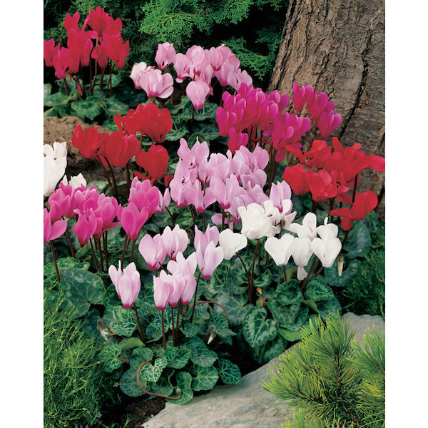 Cyclamen