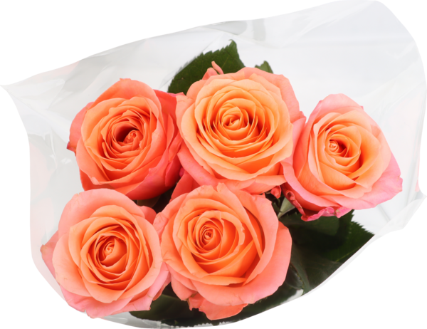  Bouquet De 5 Roses Très Gros Boutons  code EAN 3000002501427 