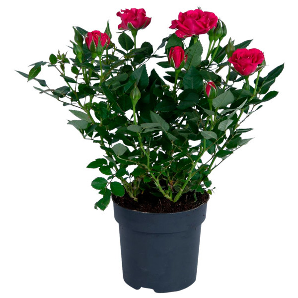  Mini Rosier Rose Foncé code EAN 3000004024115 