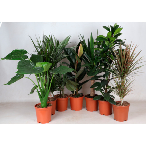 Grand Choix De Plantes Vertes  code EAN 3000006508743 