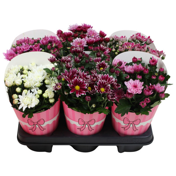  Chrysanthème Rose code EAN 3000007500302 