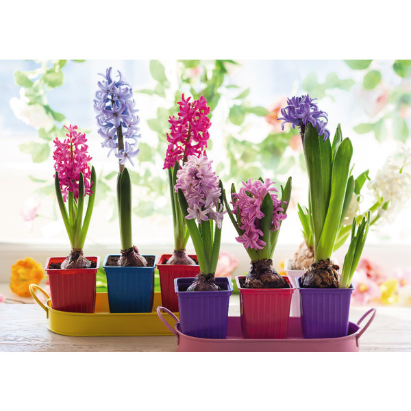 Grand Choix De Jacinthes  3000009506999 