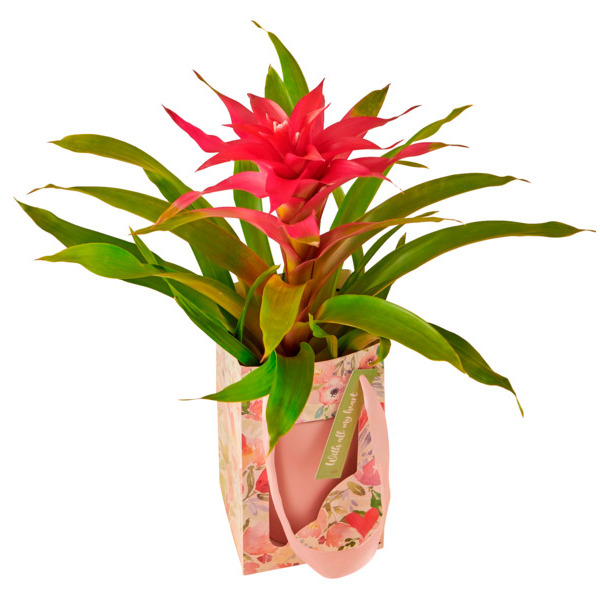 Guzmania + Cache Pot Céramique + Sac Cadeau 3000009698793 