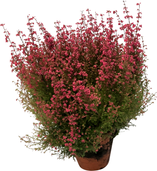 SANS MARQUE Bruyère Erica + Pot En Terre Cuite code EAN 3000011505850 