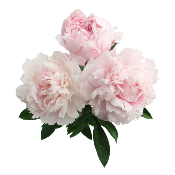  Bouquet De 3 Pivoines code EAN 3000012035004 