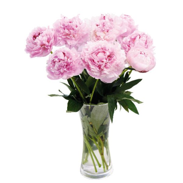  Bouquet De 10 Pivoines code EAN 3000012500939 