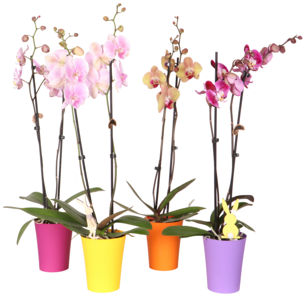  Orchidée 2 Branches Cache Pot Plastique code EAN 3000012507310 