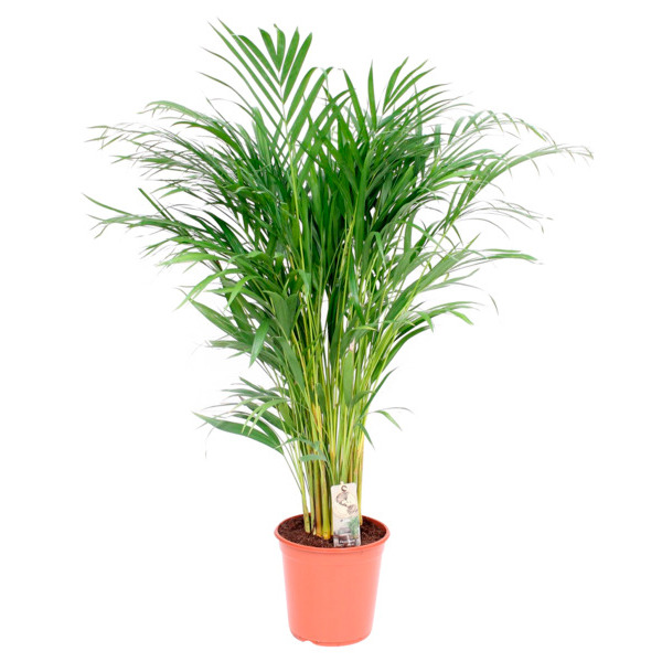  Aréca  code EAN 3000013024250 