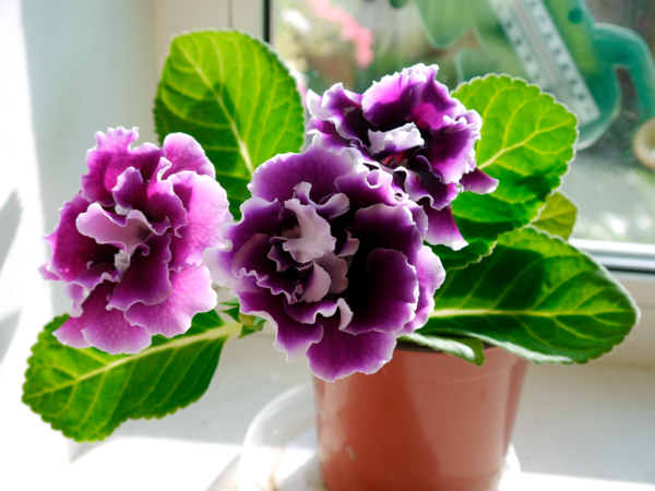  Gloxinia Double code EAN 3000013506718 
