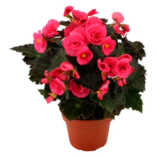  Bégonia  code EAN 3000014502245 