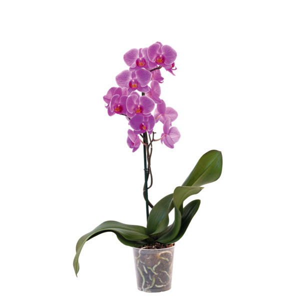  Orchidée 1 Branche  code EAN 3000015510690 