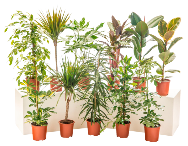 Plantes Vertes  code EAN 3000017505489 