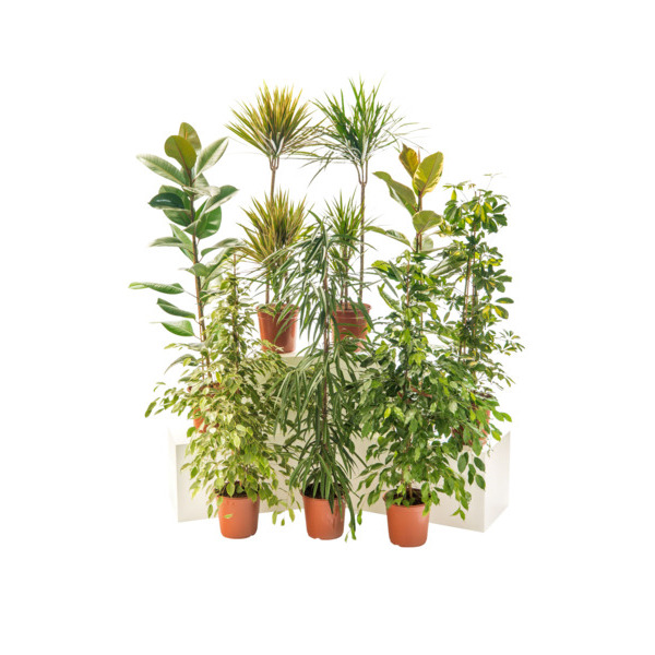  Grandes Plantes Vertes  code EAN 3000024508114 