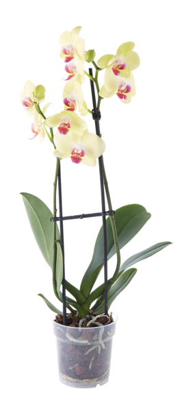 Orchidée 2 Branches   3000025009122 