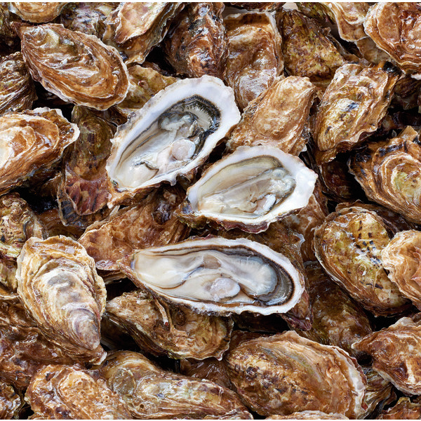 Huîtres Fines de Claires Marennes Oléron FILIÈR...