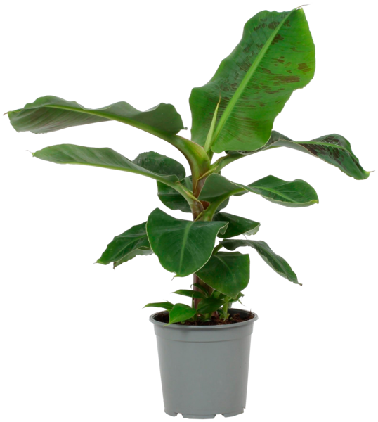  Bananier Musa Dwarf Cavendish code EAN 3000050720108 