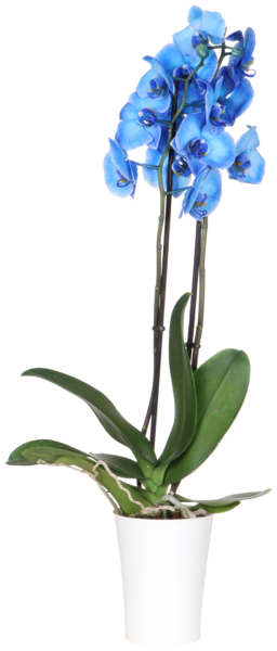  Orchidée Bleue 2 Branches + Cache Pot Plastique code EAN 3000100510727 