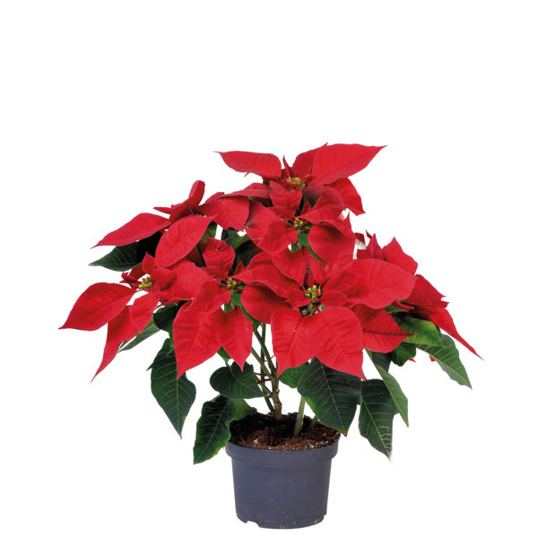 Grand Choix De Poinsettias 3000106197977 