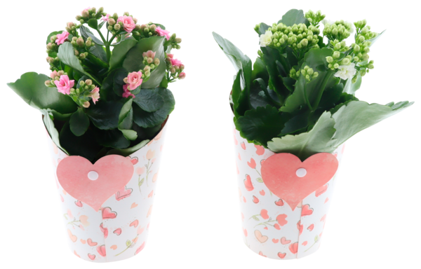  Kalanchoë Pot Cover code EAN 3000116507049 