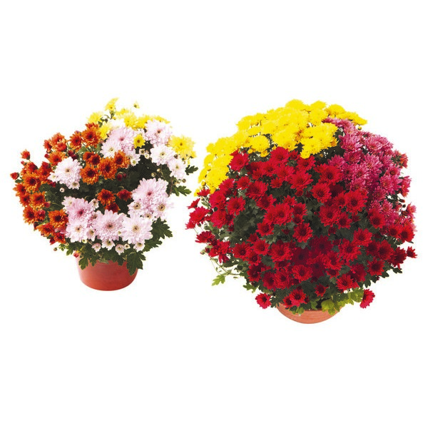  CHRYSANTHÈME POMPONNETTE ARLEQUIN code EAN 3000120502788 