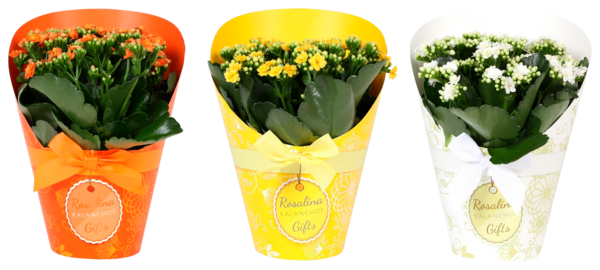  Kalanchoë Rosalina Couvre Pot "Cadeau" code EAN 3000121507041 