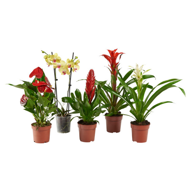  Grand Choix De Plantes Exotiques code EAN 3000143759329 