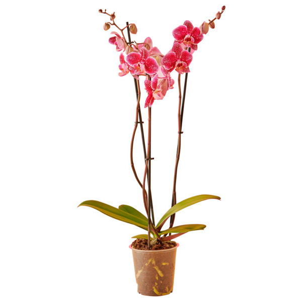  Orchidée 3 Branches  code EAN 3000212511018 