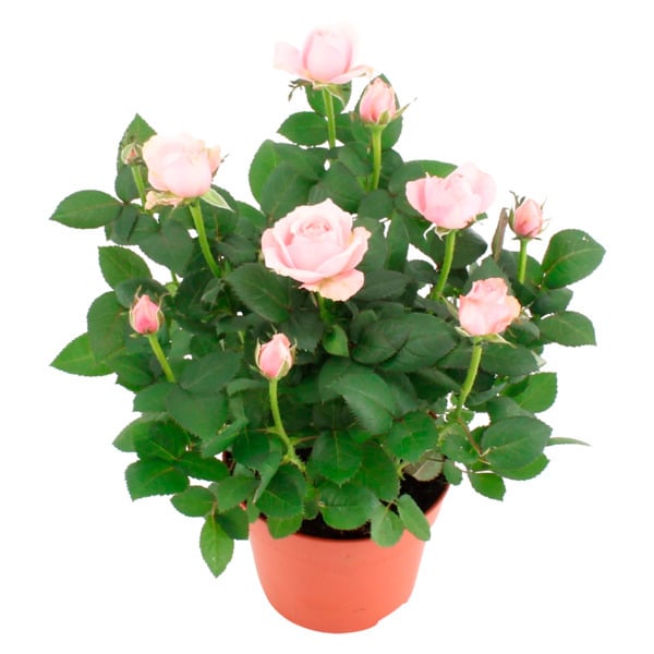  Rosier Infinity Princess code EAN 3000215507926 